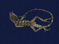 藏品(斯文豪氏攀蜥)的圖片